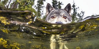 Lobos raros vivem no oceano e conseguem nadar horas e horas a fio