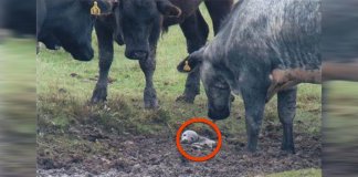 Foca bebé perdida é resgata graças a um grupo de vacas