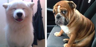 28 cachorros mais expressivos que a maioria dos humanos