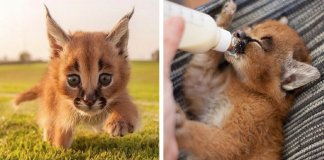 17 fotografias que provam que o Caracal é a espécie de gato mais adorável de sempre