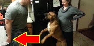 18 cachorros tão protectores que não deixam ninguém aproximar-se da “mãe” grávida