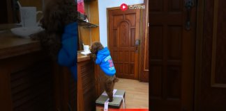 Cachorro rouba comida do prato do dono e “apaga” as provas do seu “crime”