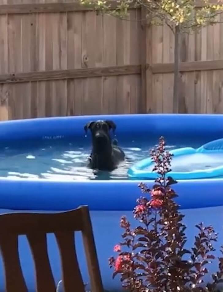 inspiringlife.pt - Cachorro entra em piscina sem autorização e tem reação hilariante ao ser apanhado