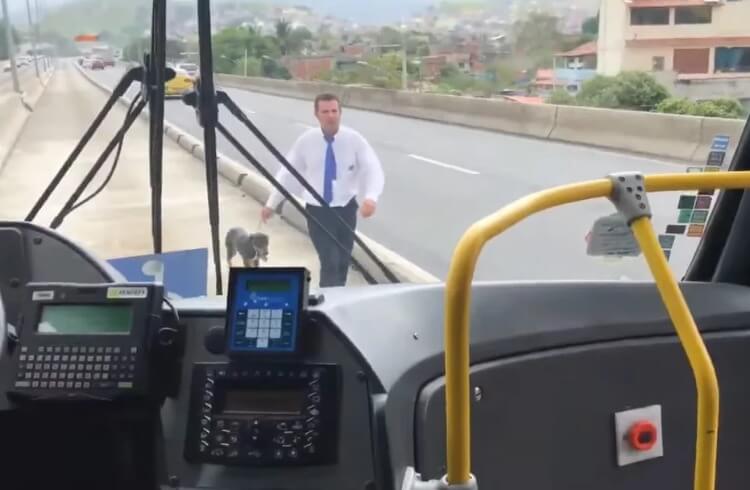inspiringlife.pt - Motorista de ônibus parou para resgatar cão e os passageiros aplaudem