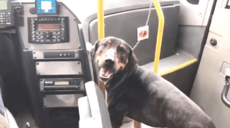 inspiringlife.pt - Motorista de ônibus parou para resgatar cão e os passageiros aplaudem