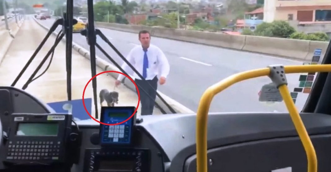 Motorista de ônibus parou para resgatar cão e os passageiros aplaudem